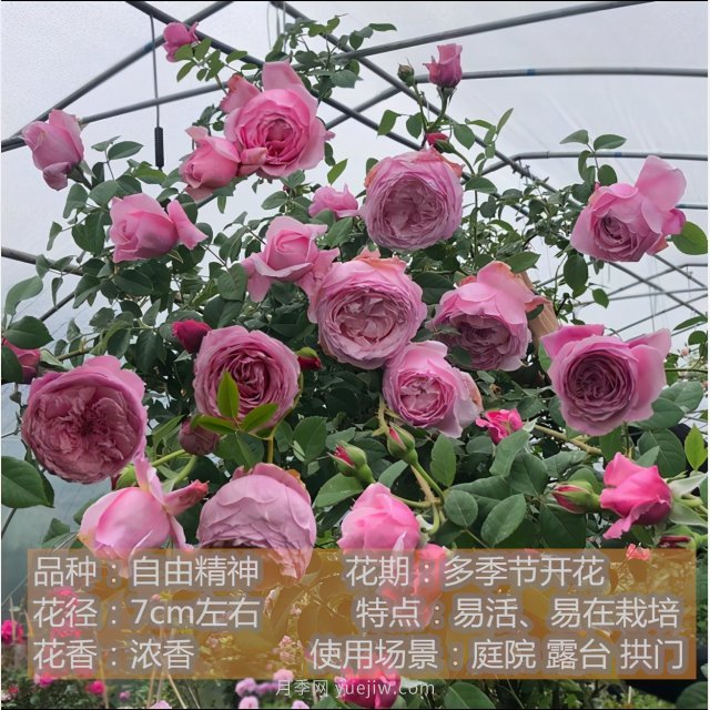 炎炎夏日有花香，推薦四款比較香的月季(圖1)