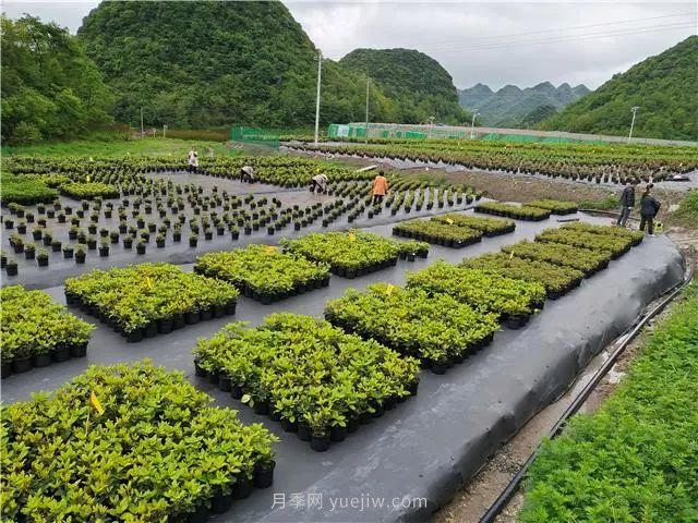 畢節百里杜鵑花卉產(chǎn)業(yè)美了環(huán)境富了民(圖2)