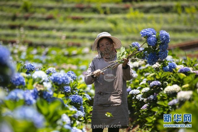 昆明鮮花鋪就鄉村振興路(圖1)