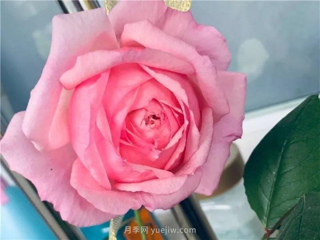 夏天隨便養，20個(gè)不怕熱的耐熱月季品種推薦(圖10)