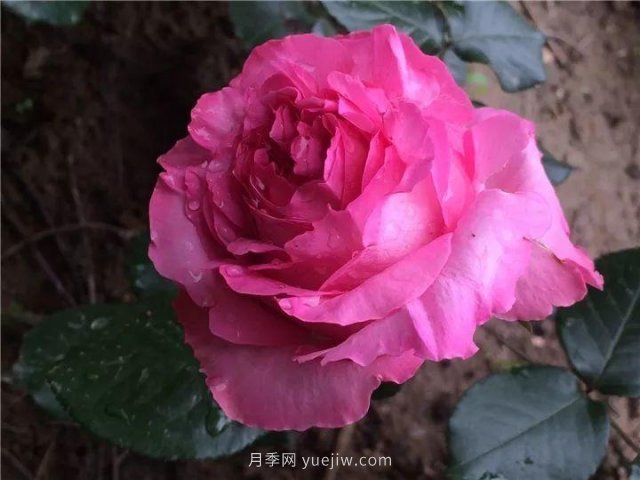 夏天隨便養，20個(gè)不怕熱的耐熱月季品種推薦(圖5)