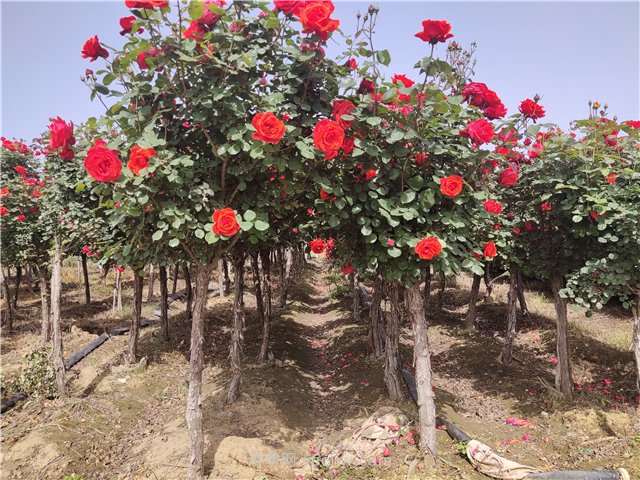 景觀(guān)造型樹(shù)行情大熱，決定其價(jià)值的三個(gè)要素不可不知(圖1)