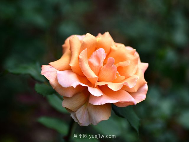 適合高速公路護坡的灌木花木都有哪些？(圖1)