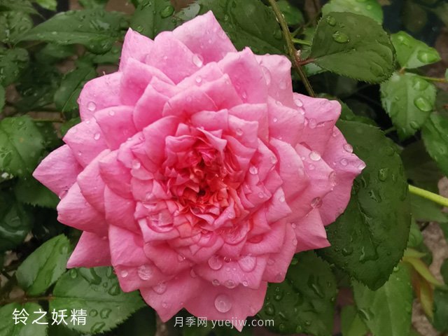 推薦5個(gè)漂亮月季品種適合秋天養，耐熱耐寒性都優(yōu)秀(圖1)
