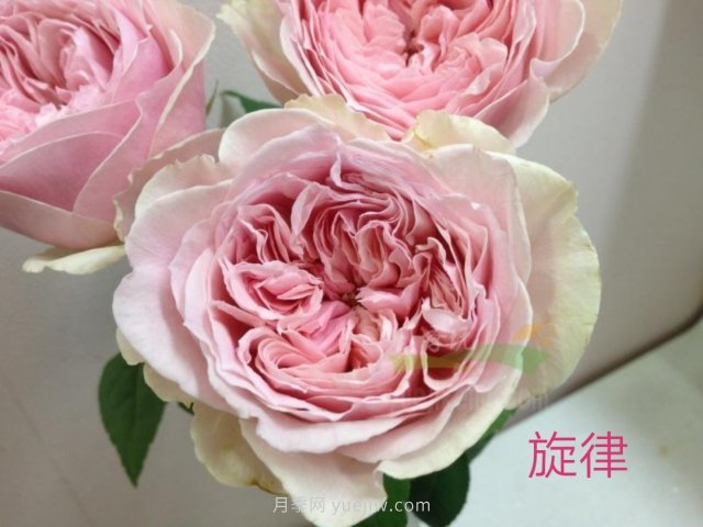 花型漂亮，8個(gè)友禪系列月季推薦(圖3)