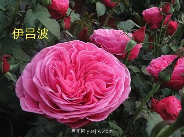 花型漂亮，8個(gè)友禪系列月季推薦(圖2)