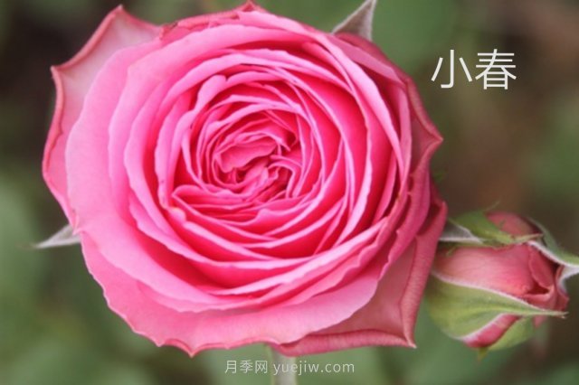 花型漂亮，8個(gè)友禪系列月季推薦(圖4)