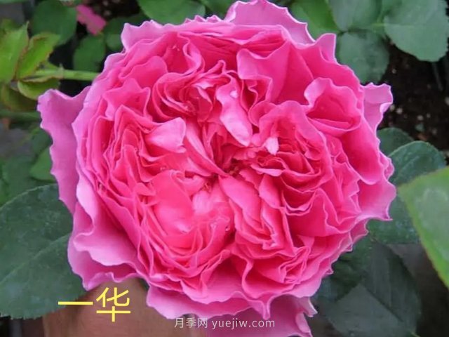 花型漂亮，8個(gè)友禪系列月季推薦(圖7)