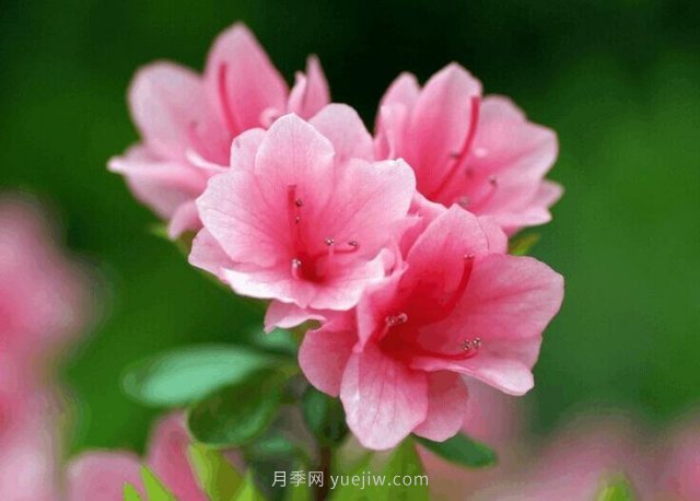 杜鵑花施肥用什么肥，施肥時(shí)間和方法(圖1)