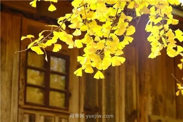 植物風(fēng)水學(xué)知識，園林人必須知道的！(圖4)