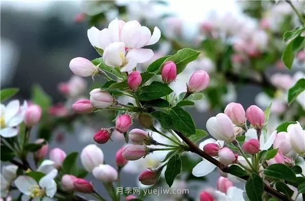 植物風(fēng)水學(xué)知識，園林人必須知道的！(圖3)