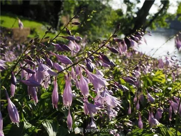 植物風(fēng)水學(xué)知識，園林人必須知道的！(圖1)