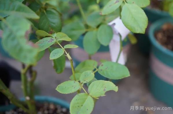 9月份月季秋剪好時(shí)機，修剪時(shí)間如何安排(圖3)