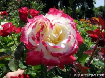 養花小白如何變大神？不可錯失的月季種植入門(mén)攻略（光照篇）