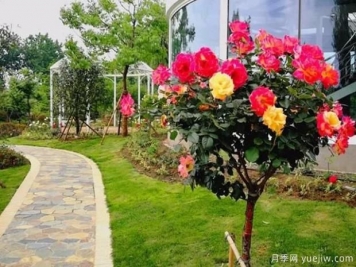 樹(shù)狀月季嫁接過(guò)程中需要注意什么事項？南陽(yáng)月季基地告訴你