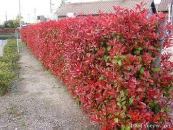 如何種植紅葉石楠？紅葉石楠種植技術(shù)
