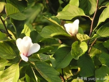 玉蘭樹(shù)應該怎么才能防治病蟲(chóng)害？