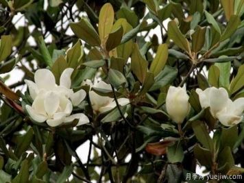 廣玉蘭樹(shù)什么時(shí)候開(kāi)花？