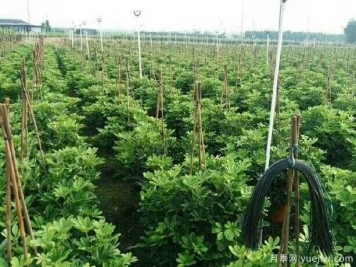 如何防止通氣不良對苗木的影響