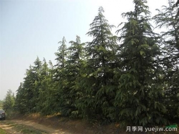 雪松一畝地栽多少棵？一畝地能種多少顆雪松？