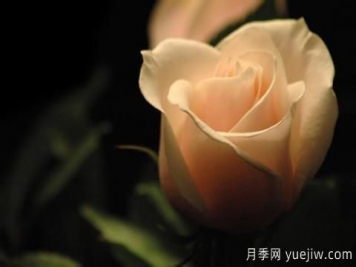 怎么看張愛(ài)玲的《紅玫瑰與白玫瑰》？