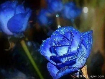 藍色妖姬的折法，藍色妖姬適合送給什么人