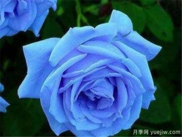 藍色妖姬價(jià)格多少錢(qián)一朵？有什么寓意？