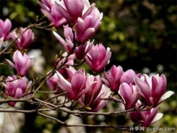 紫玉蘭小苗多少錢(qián)一棵？南陽(yáng)2、3、4公分紫玉蘭價(jià)格表