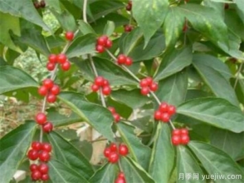 紅豆樹(shù)盆景制作方法 紅豆樹(shù)盆栽養殖方法和注意事項