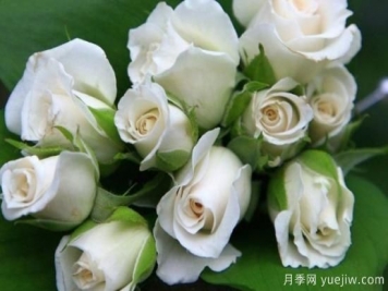 白玫瑰有哪些花語(yǔ)