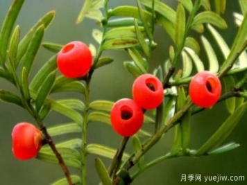 紅豆杉的風(fēng)水寓意和功效，象征長(cháng)壽與不朽