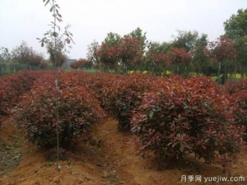 如何為紅葉石楠小苗除草？