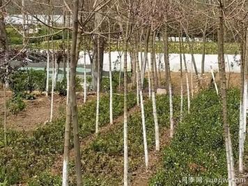 小雪過(guò)后，苗木防凍工作要速速搞起來(lái)