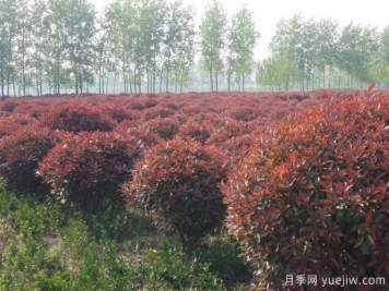 紅葉石楠在片植時(shí)部分死亡是什么原因？