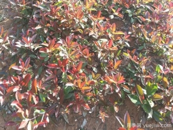 紅葉石楠小苗和紅葉石楠樹(shù)如何選擇？