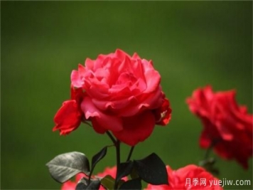 熱門(mén)10種月季，開(kāi)成花海開(kāi)成瀑布開(kāi)花不斷