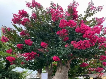 紫薇，花灌木中的頂流，怎樣做才更有價(jià)值