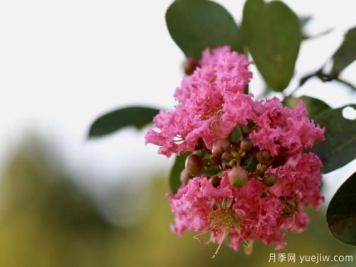 誰(shuí)說(shuō)花無(wú)百日紅？紫薇就是與眾不同