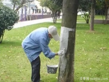 關(guān)于冬季樹(shù)干涂白的知識