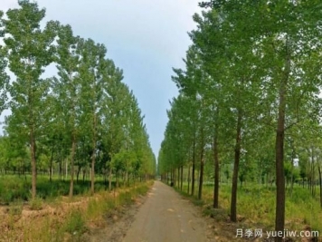 如何種植苗木才能避免踩坑