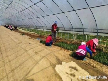信陽(yáng)新縣：鄉村振興有良方，豫南村莊漫山香