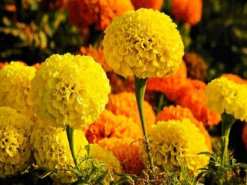 100種常見(jiàn)花卉的栽培大全，送給愛(ài)養花的你