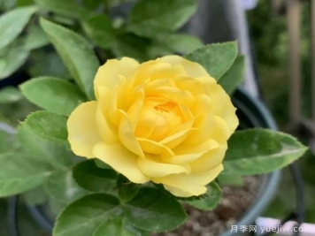 金絲雀，黃花月季中的王中王，美麗漂亮常年開(kāi)花不停歇