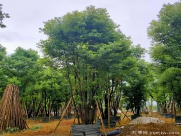 叢生苗如何成為一條賺錢(qián)新路？做到2點(diǎn)