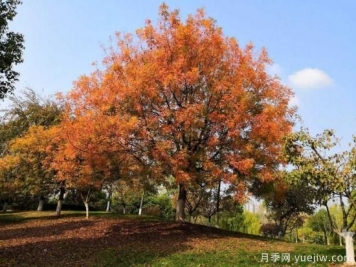 黃連木適合什么地區種植，北方可以種植嗎？