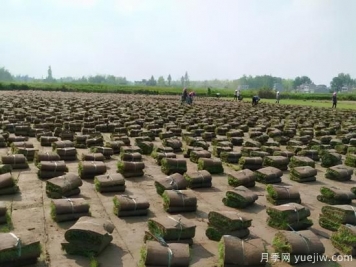 草坪，2021年上半年當之無(wú)愧的行情之王