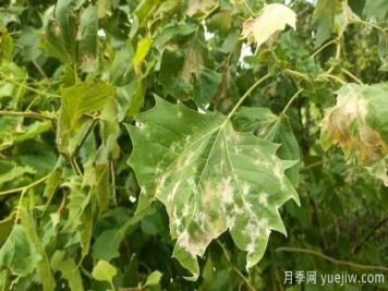 法桐葉片皺縮泛白，多是它惹下的禍
