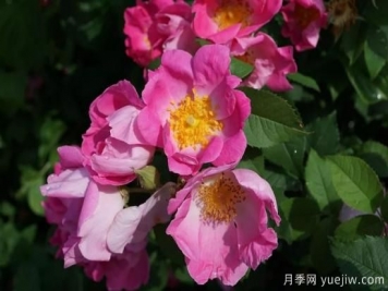 如何給月季花授粉？培育一個(gè)月季新品種要多久