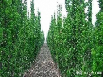 北方黃楊大葉女貞香樟等常綠闊葉喬木養護技術(shù)