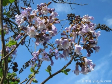 泡桐如何種植管理及防治病蟲(chóng)害